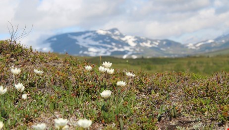 Fjäll med utsikt