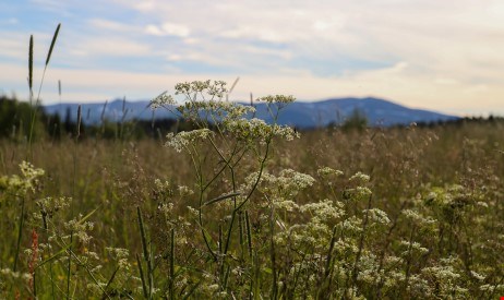 Sommarvy med blommor och fjäll