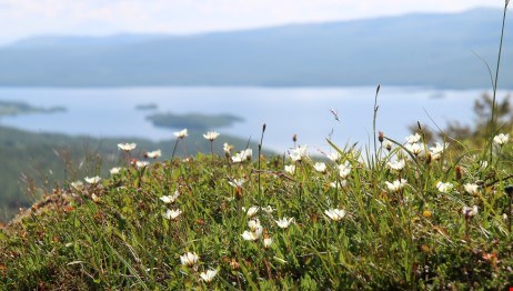 Blommor