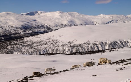 Renar på fjället