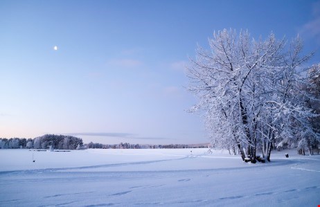 Julbild
