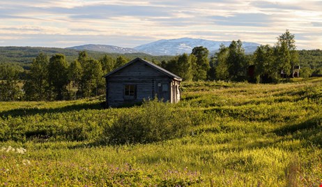 Sommarbild