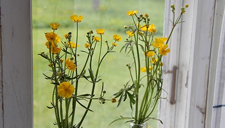 Smörblommor