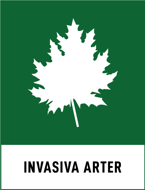 Invasiva arter